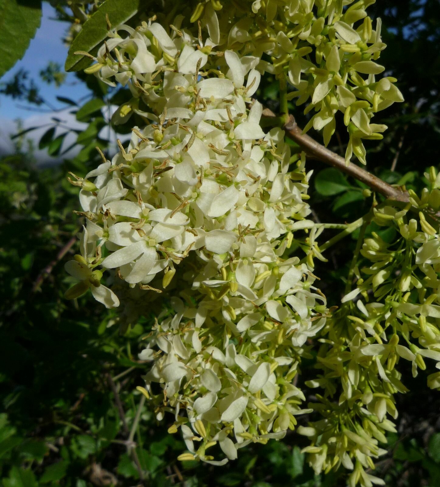 High Resolution Fraxinus dipetala Flower
